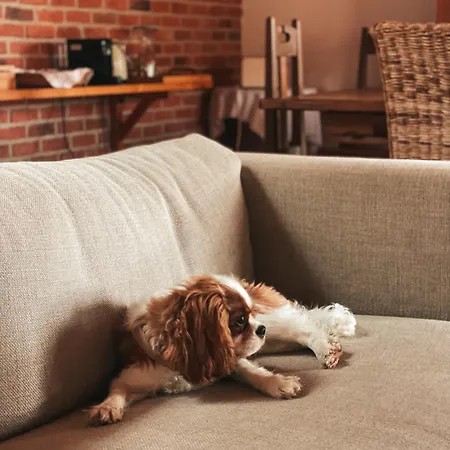 Quinta Amarela Casa de hóspedes